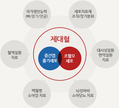 제대혈(중간엽 줄기세포, 조혈모세포를 풍부하게 포함) 관련 이미지