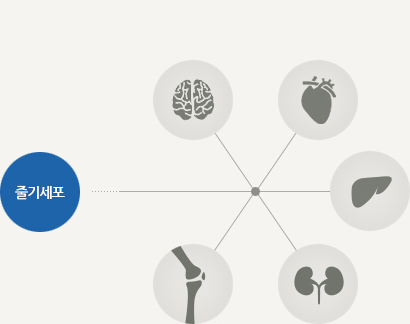 줄기세포 - 뇌,심장, 간, 콩팥, 연골 이미지