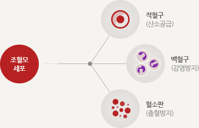 조혈모세포 - 적혈구(산소공급), 백혈구(감염방지), 혈소판(출혈방비)